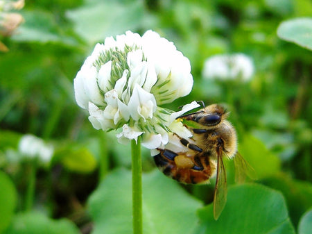 Bee Maid Premium Clover Honey, 500g/17.5 oz. Jar {Imported from Canada}