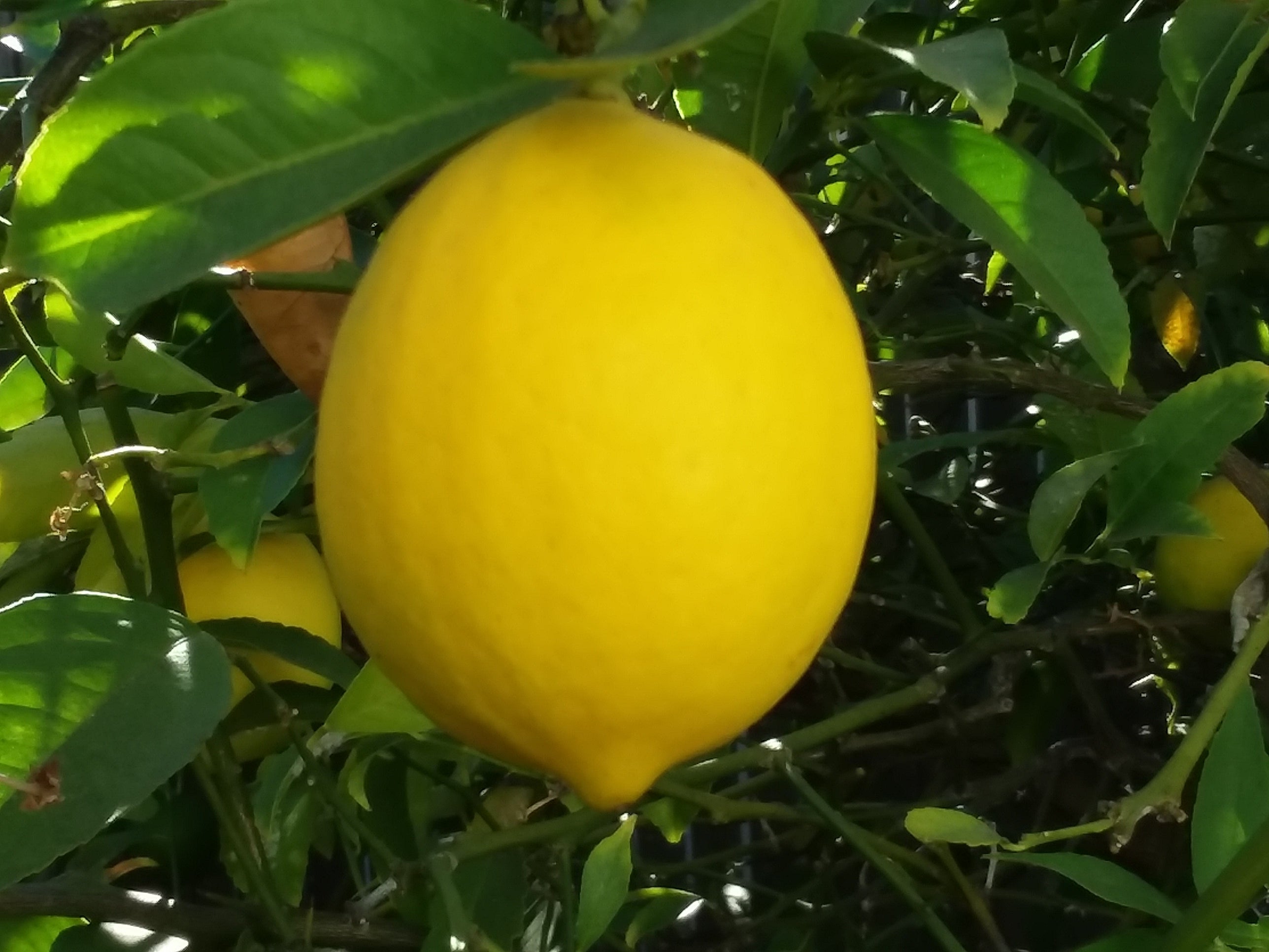 Citrus Delights Candy Pastilles, Mayer Lemon Flavor, 30g/1.07 oz. Tin, lemon on the tree.