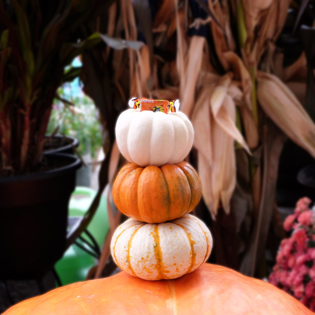 Kerr's Molasses Kisses Candy on pumpkins