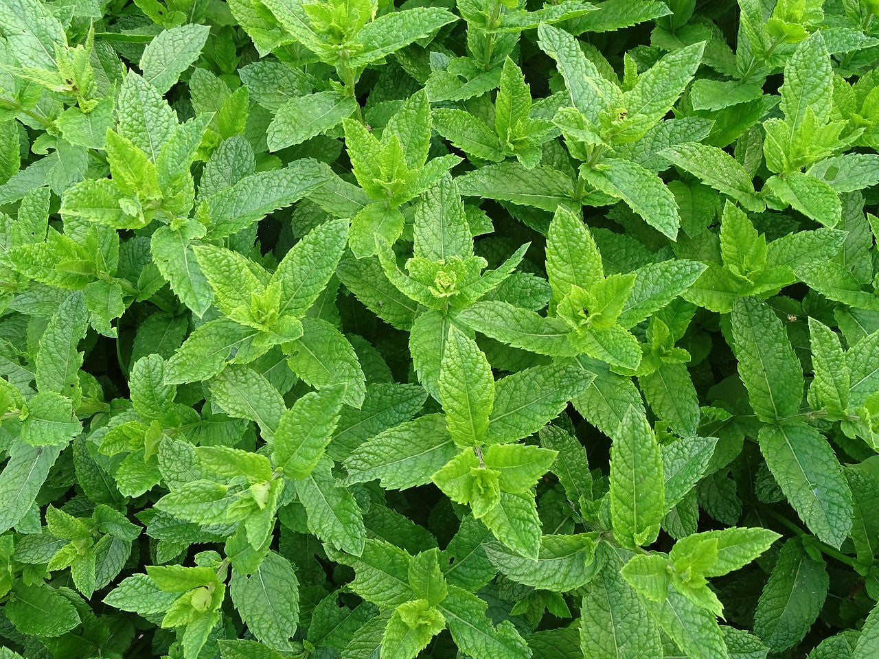 PC Moroccan Style Mint Green Tea Leaves